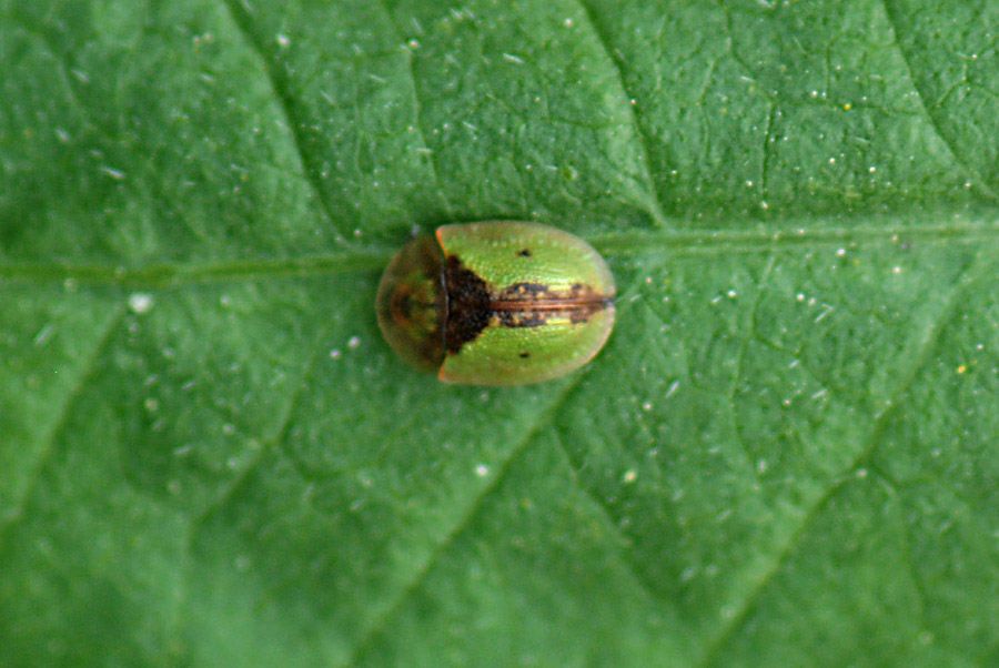 Cassida vibex oppure Cassida inopinata